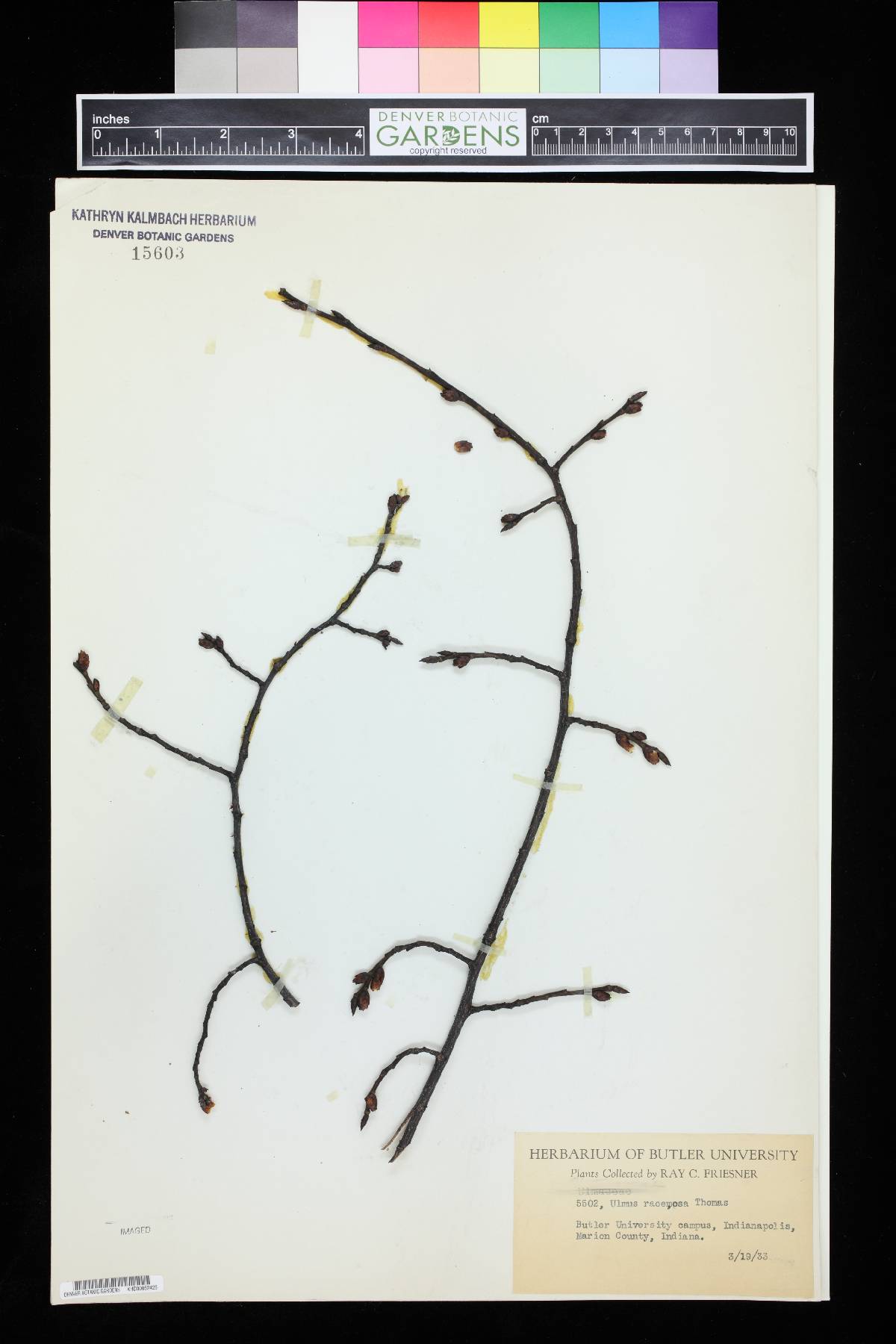 Ulmus racemosa image