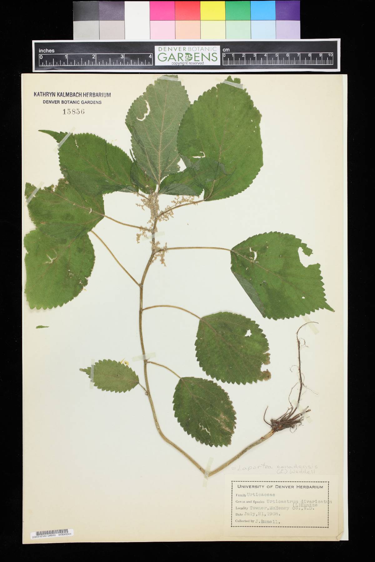 Urticastrum divaricatum image
