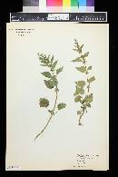 Urtica chamaedryoides image