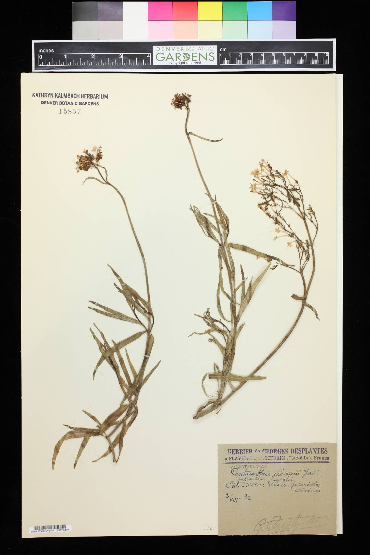 Centranthus lecoqii image