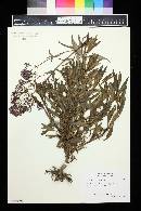 Centranthus ruber image