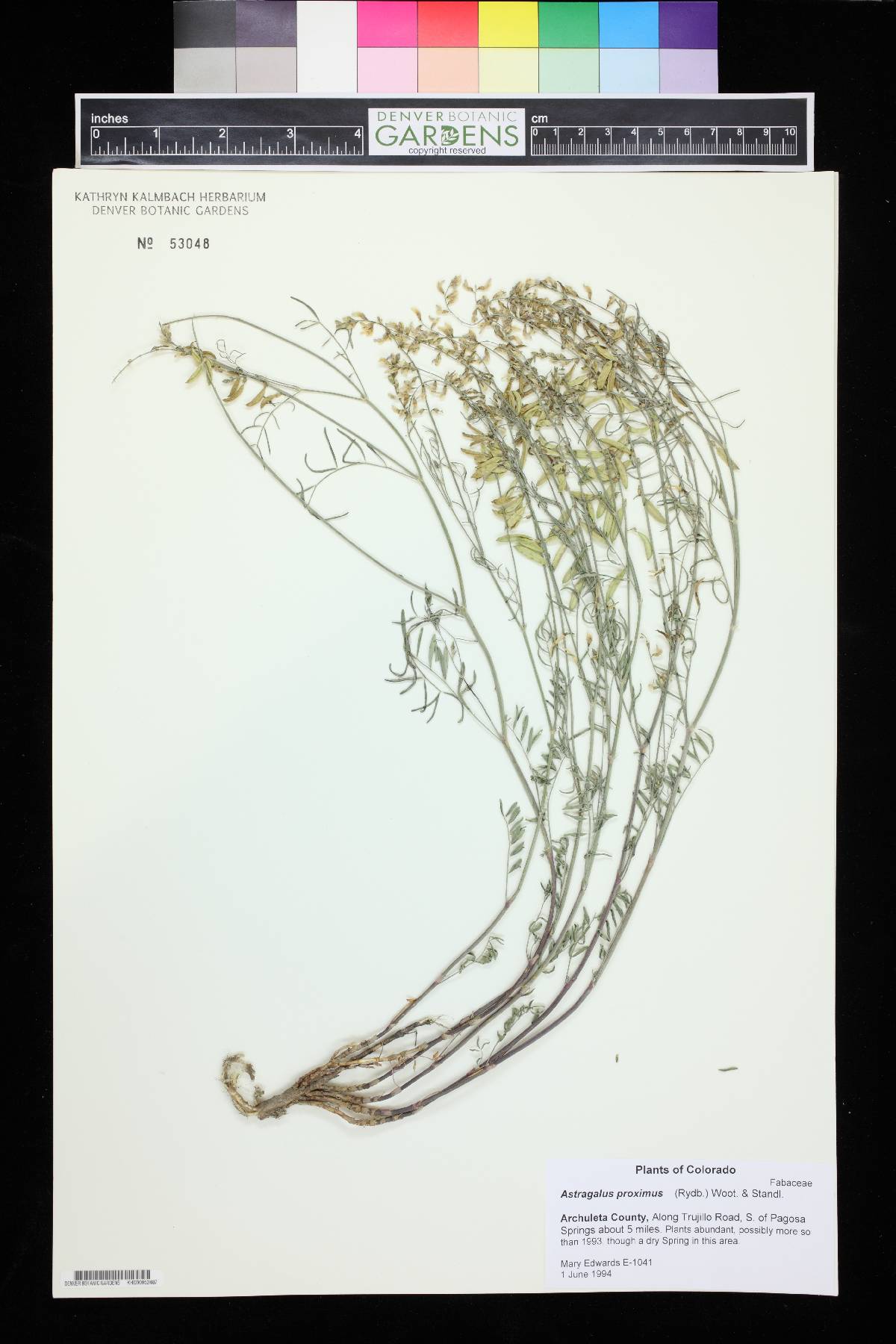 Astragalus proximus image