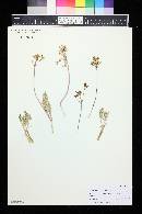 Lomatium grayi image