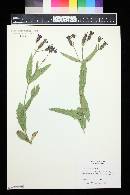 Verbena rigida image