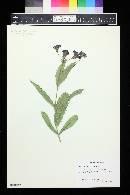 Verbena rigida image