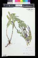 Verbena stricta image