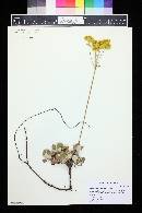 Eriogonum umbellatum image