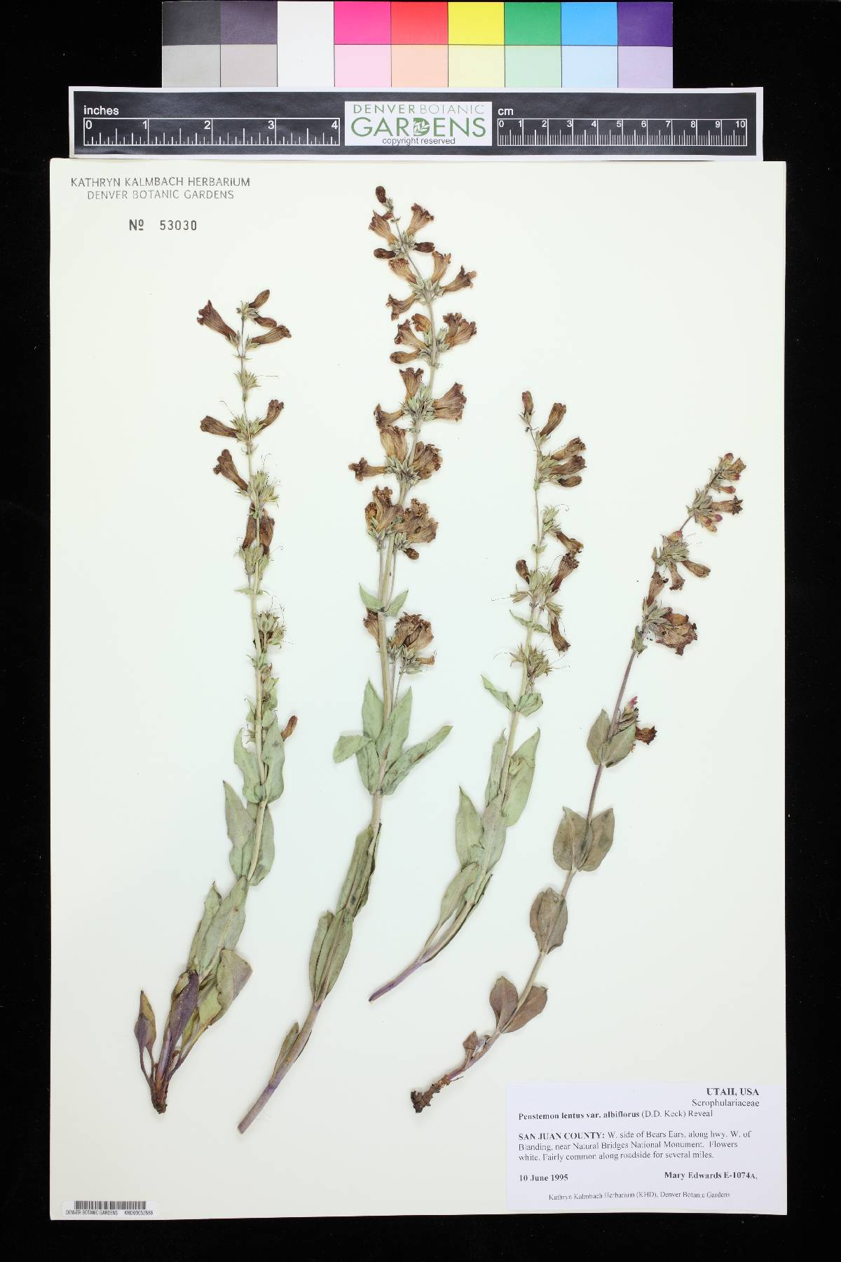Penstemon lentus var. albiflorus image
