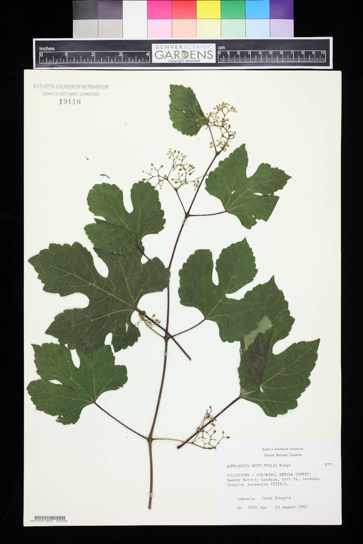 Ampelopsis humulifolia image