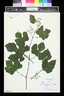 Ampelopsis humulifolia image