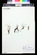 Isoëtes lacustris var. paupercula image