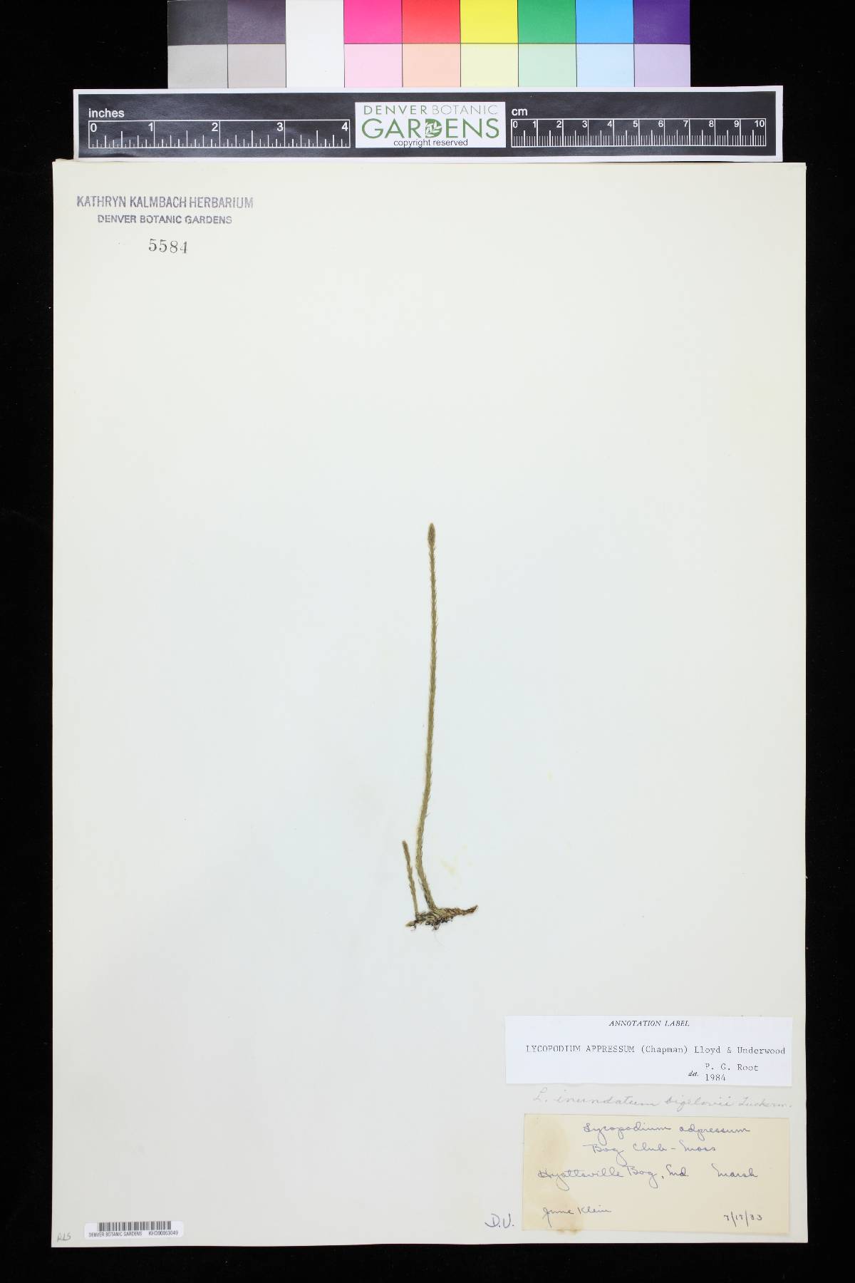 Lycopodium appressum image