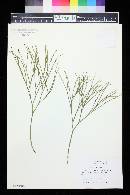 Psilotum nudum image