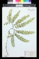 Adiantum pedatum image