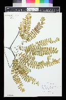 Adiantum pedatum image