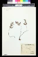 Asplenium cuneifolium image
