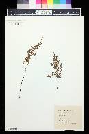 Asplenium cuneifolium image