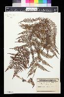 Athyrium filix-femina image