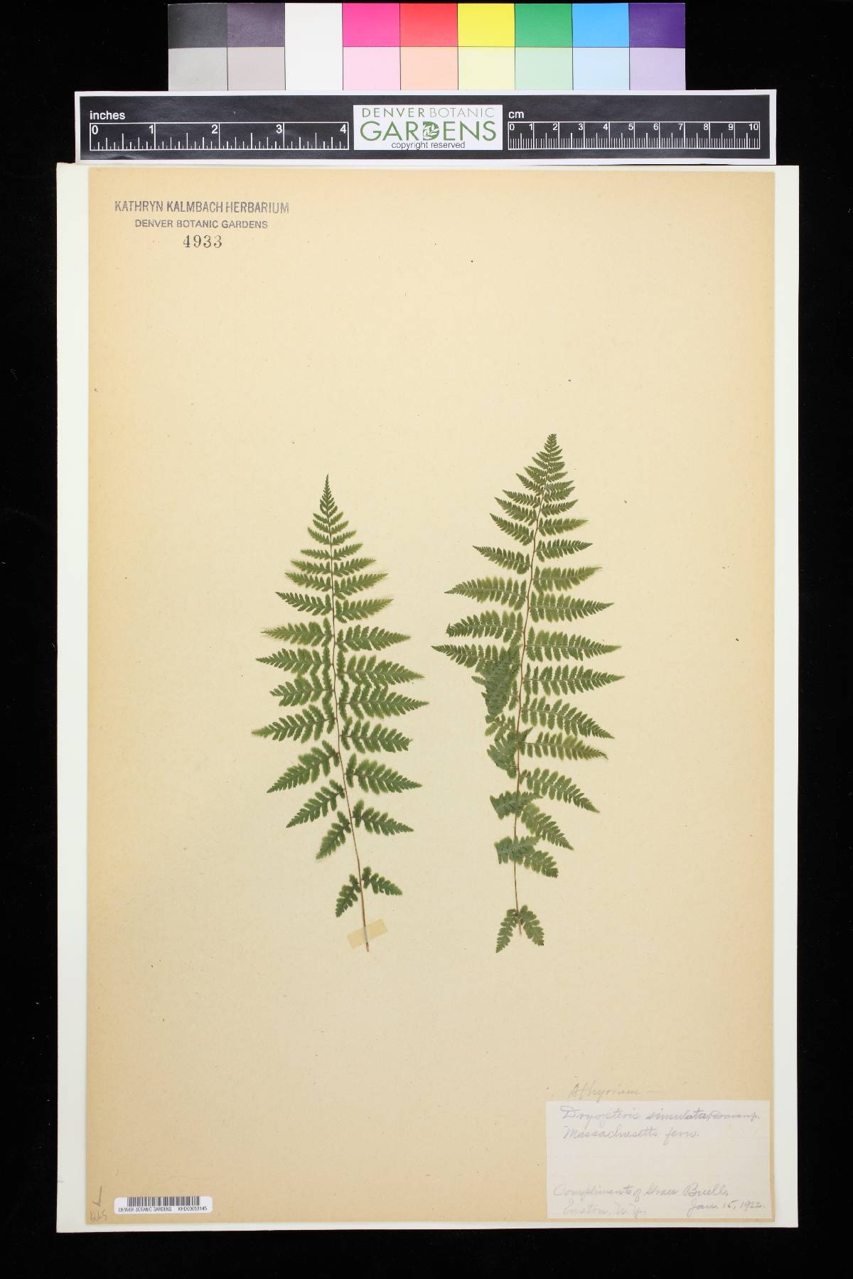 Dryopteris simulata image