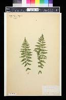 Dryopteris simulata image