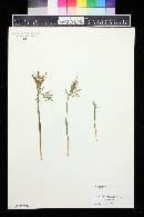 Botrychium lanceolatum image