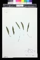 Deparia lancea image