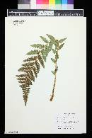 Dryopteris filix-mas image