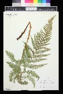 Dryopteris arguta image