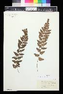 Dryopteris cristata image