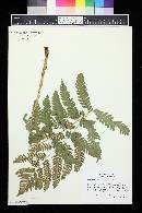 Dryopteris goldieana image