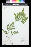 Gymnocarpium dryopteris image