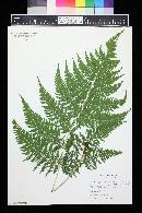 Macrothelypteris torresiana image