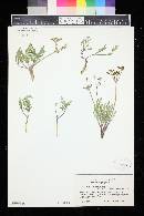 Lomatium juniperinum image