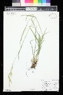 Bromus carinatus image