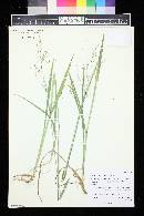 Torreyochloa pallida var. pauciflora image