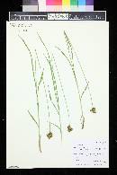 Carex egglestonii image