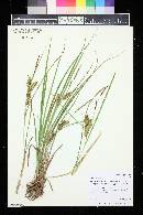 Carex vesicaria image