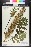 Acanthus hungaricus image