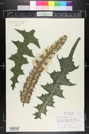 Acanthus montanus image