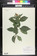 Eranthemum nervosum image