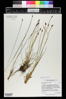 Juncus drummondii image