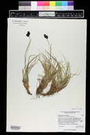 Carex chalciolepis image