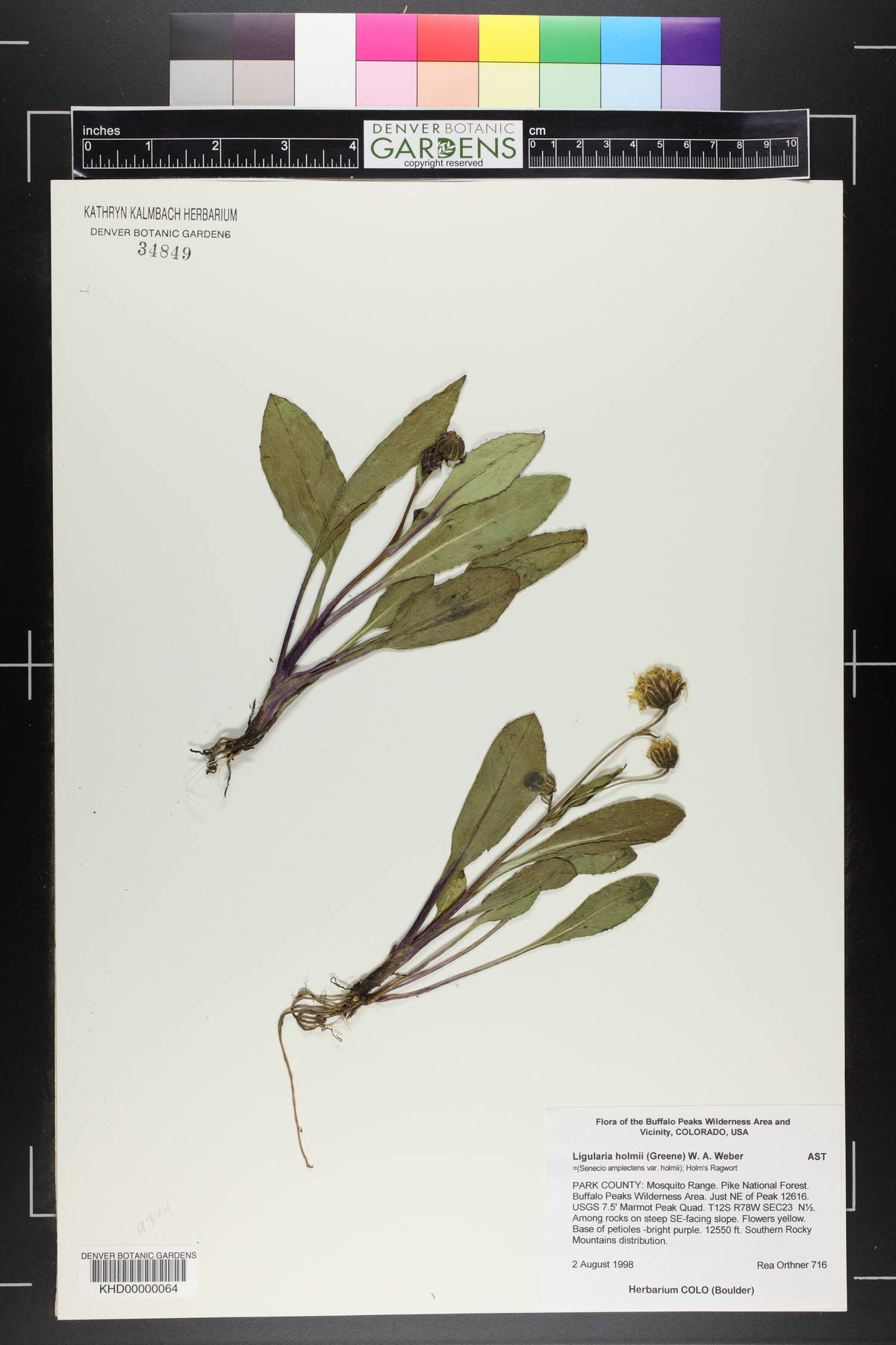 Senecio amplectens image