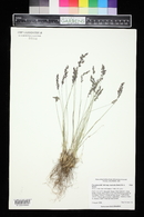 Poa glauca image