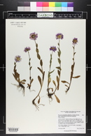 Erigeron peregrinus image