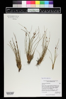 Juncus parryi image