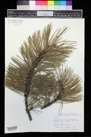 Pinus heldreichii image