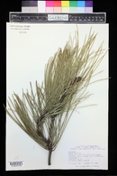 Pinus pinaster image