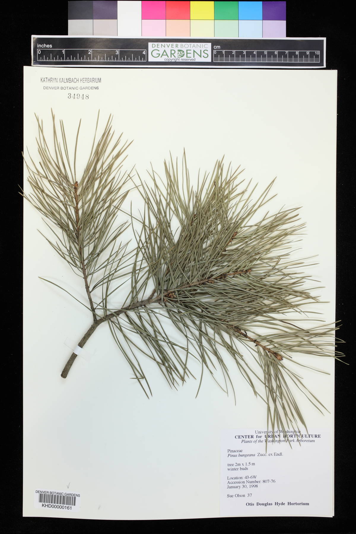 Pinus bungeana image
