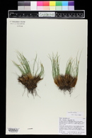 Carex elynoides image